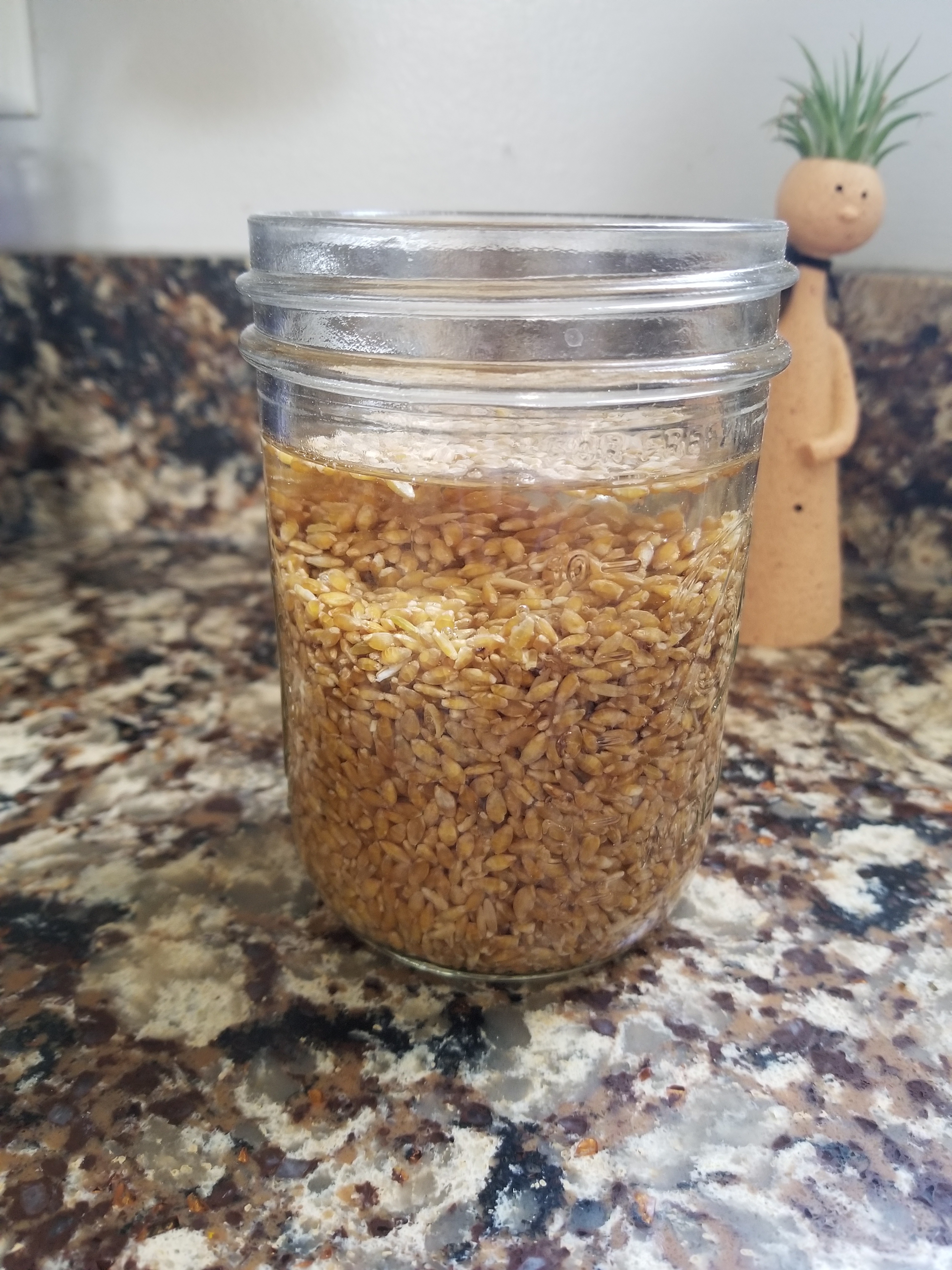 Sprouting Einkorn Berries for Added Benefits